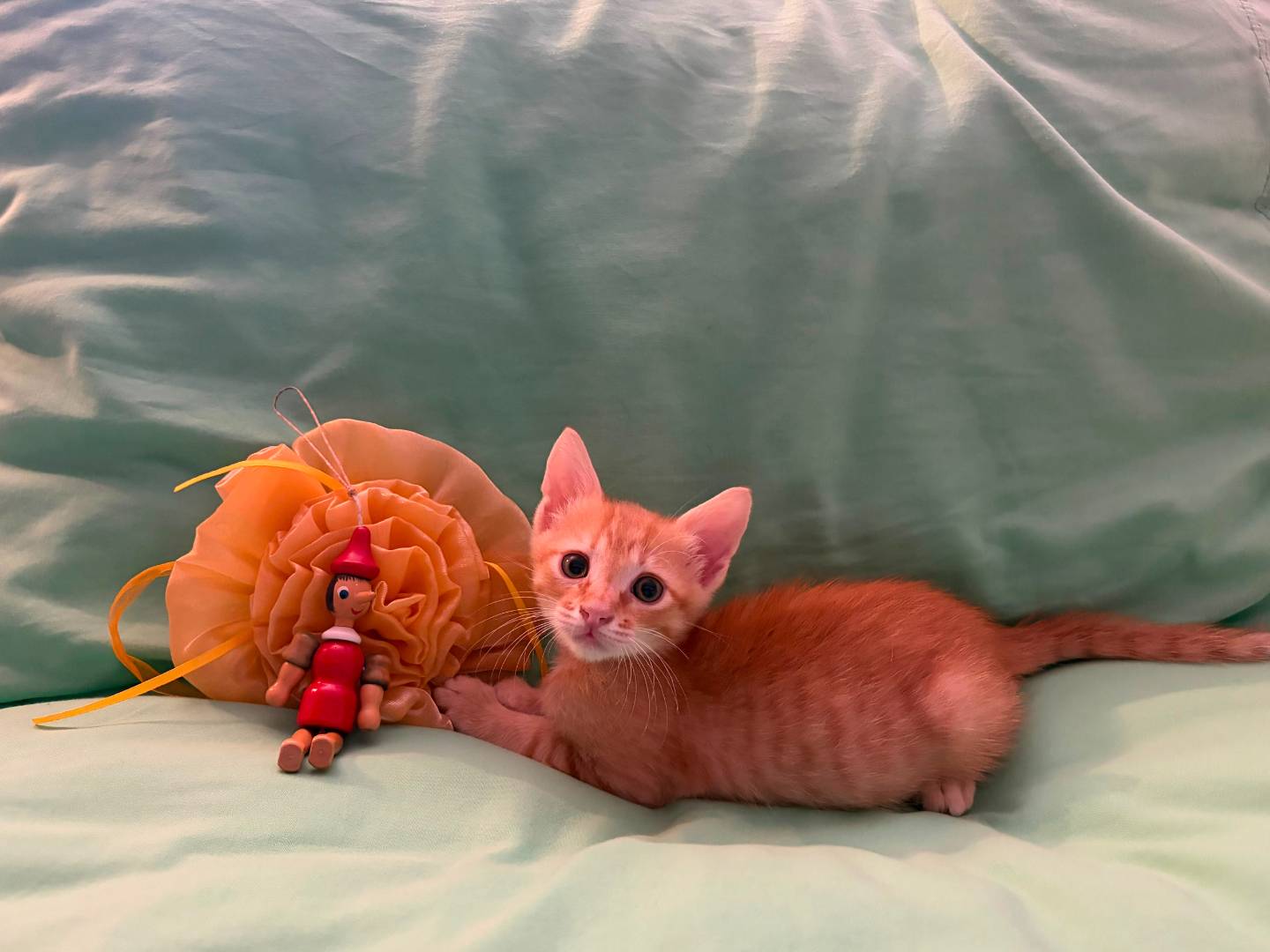 Vuoi adottare un gatto a Bologna?