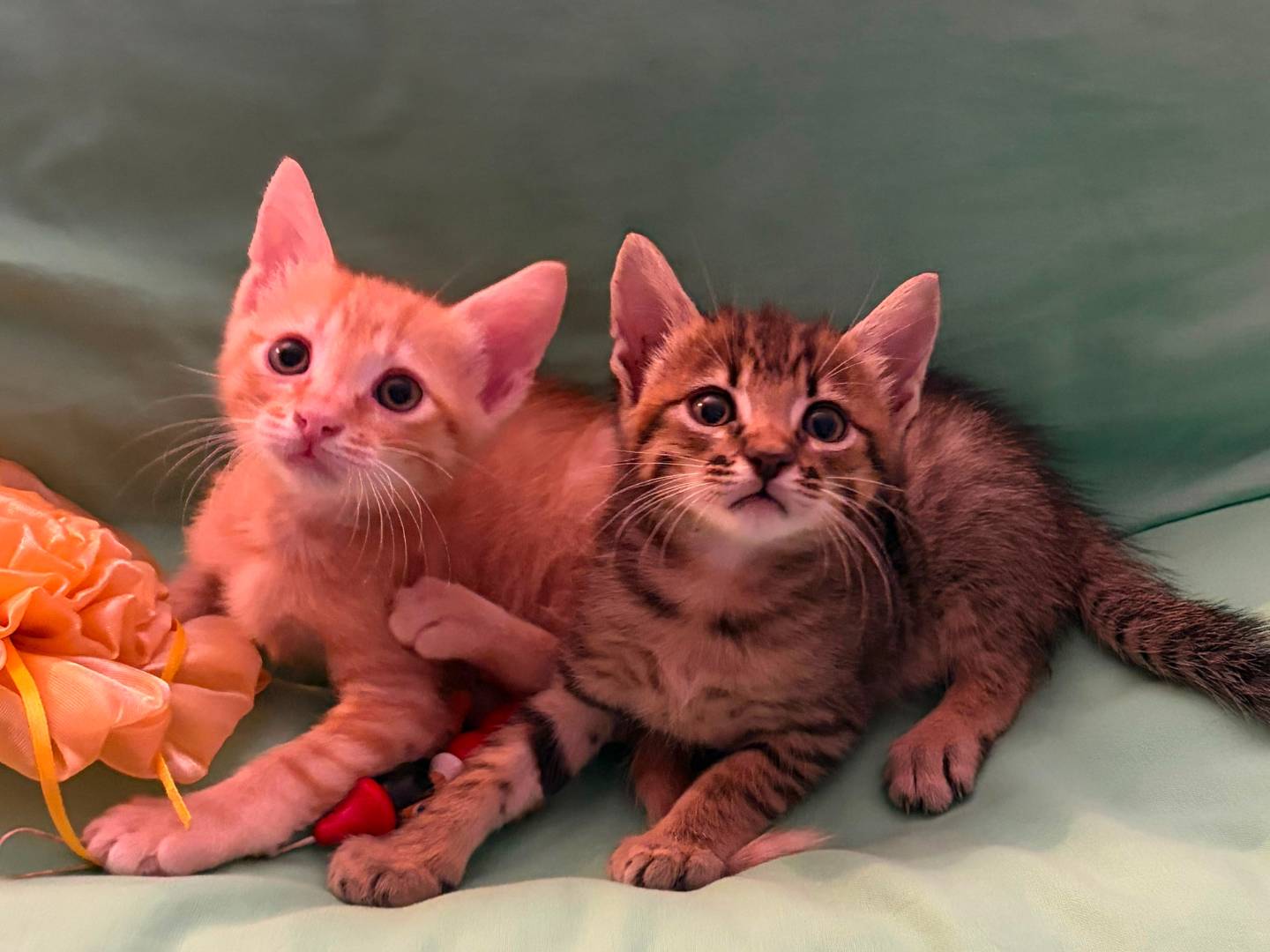 Adotta il gatto AsterixeObelix  a Bologna