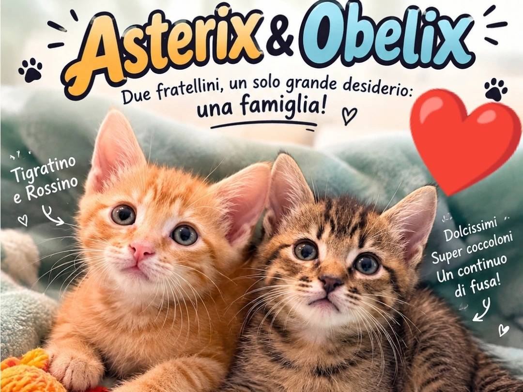 Adozione gatto, maschio, Razza sconosciuta Razza sconosciuta, 1 mese, taglia non valida, Bologna