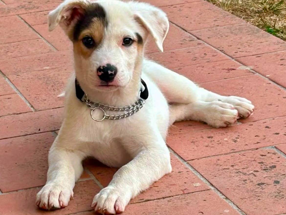 Adozione cane, maschio, Razza sconosciuta Razza sconosciuta, 5 mesi, taglia media, Napoli