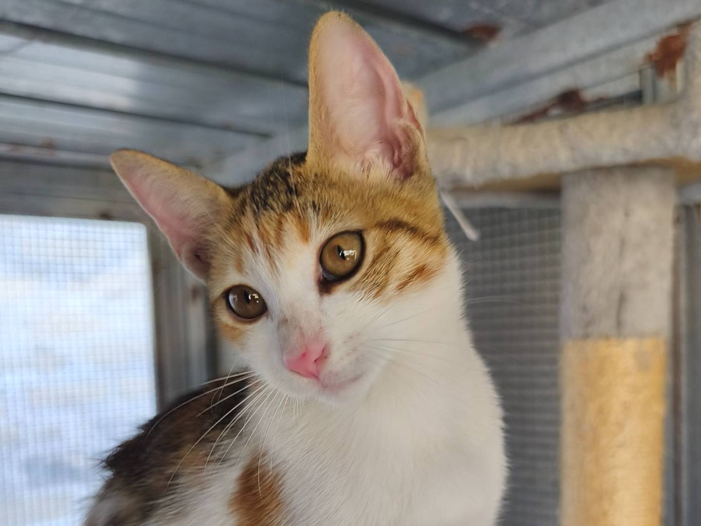 Adotta un gatto, femmina, 2 mesi, Bari