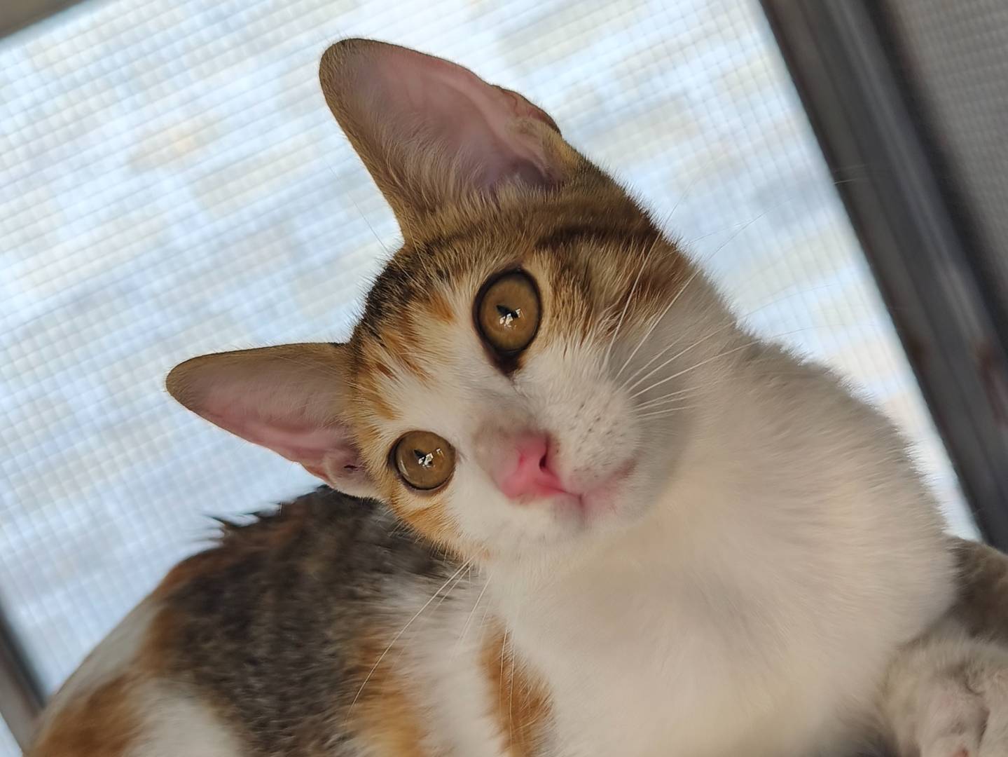 Adotta un gatto, taglia non valida, femmina, Bari