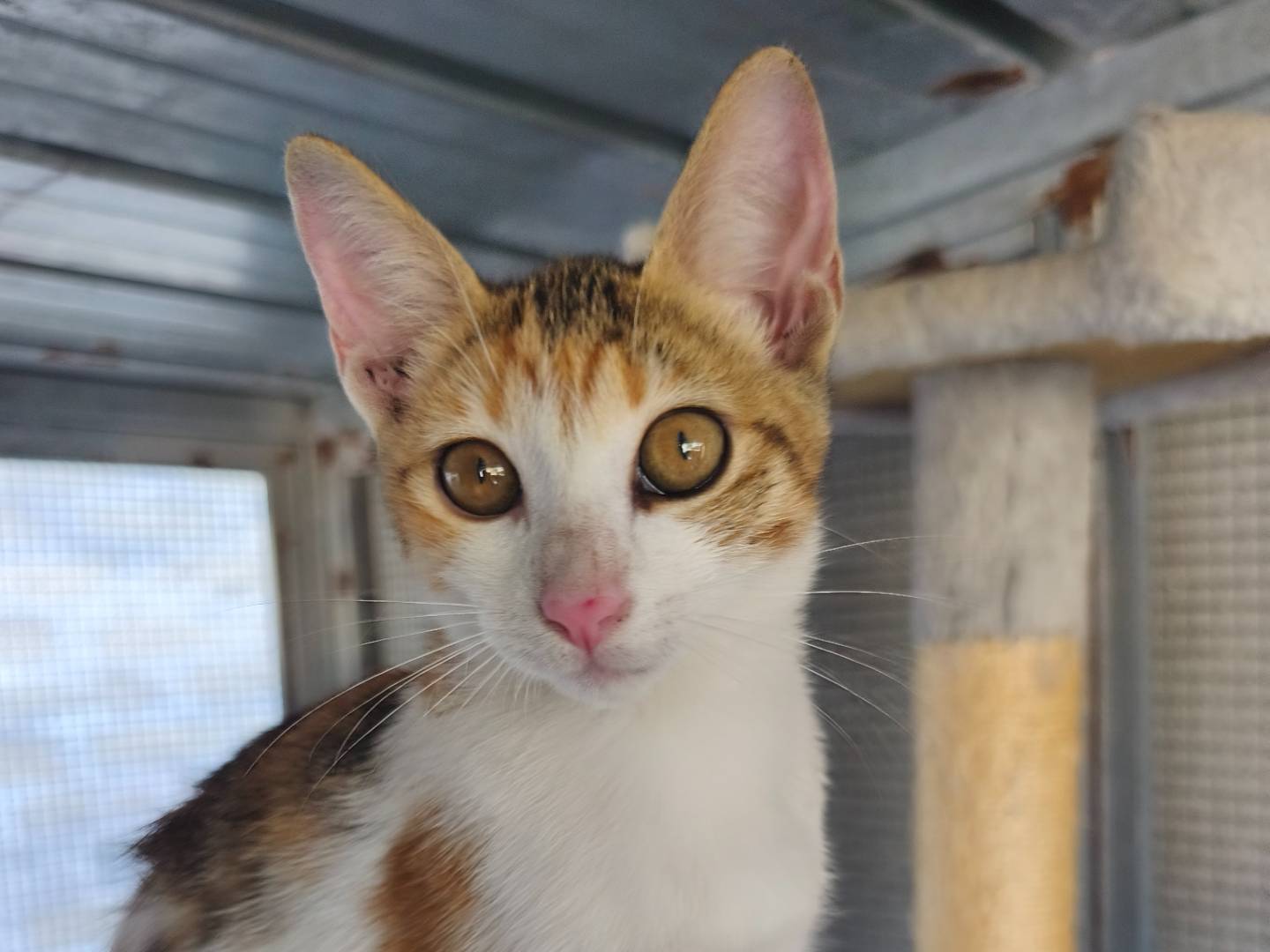 Vuoi adottare un gatto a Bari?