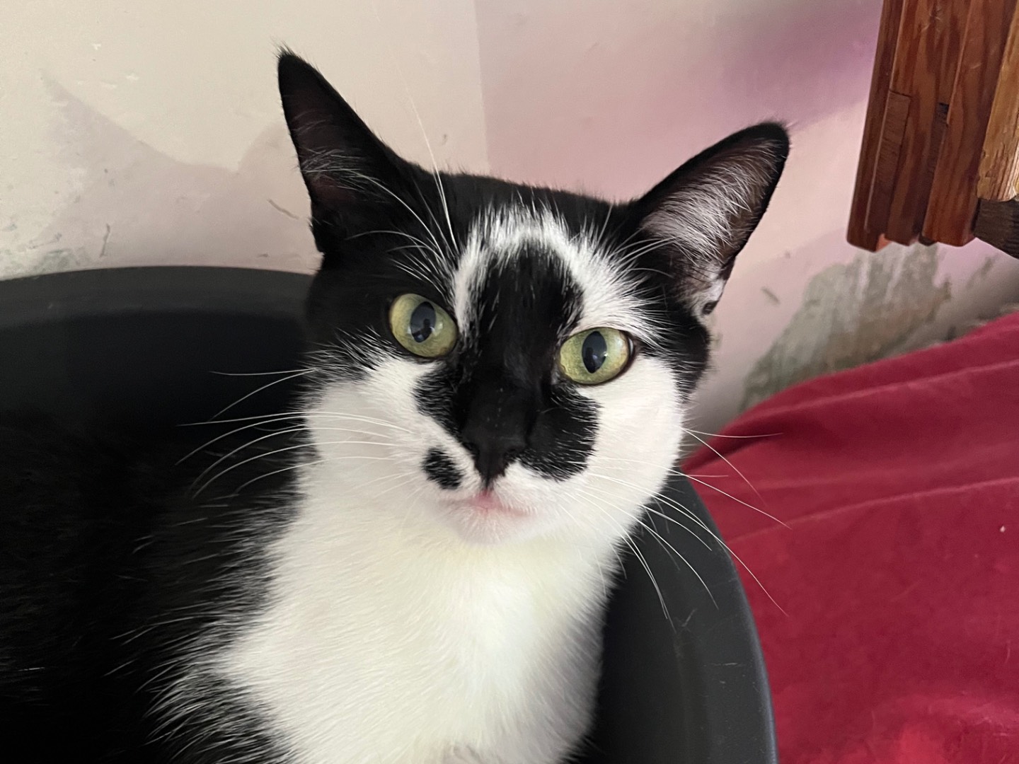 Adozione gatto, femmina, Razza sconosciuta Razza sconosciuta, 1 anno, taglia non valida, Padova