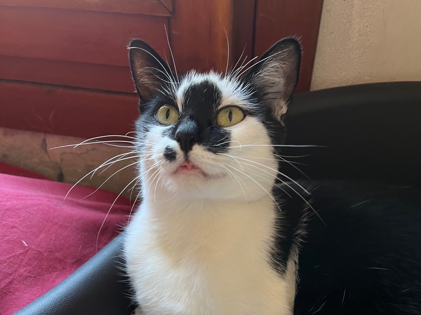 Adotta un gatto, femmina, 1 anno, Padova