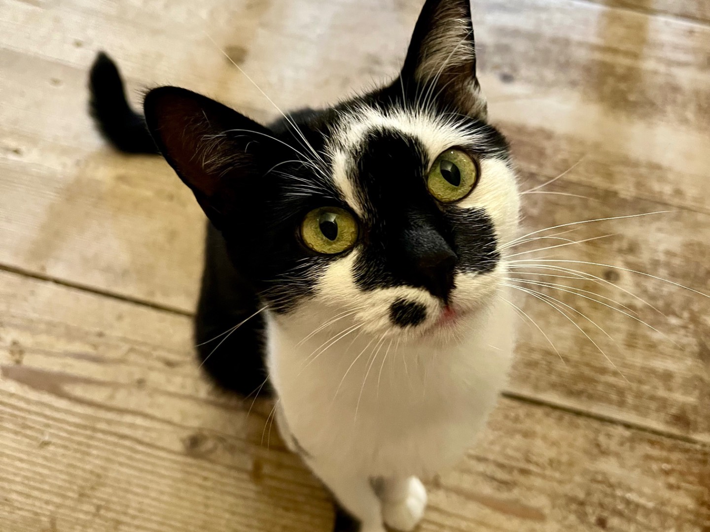Adotta un gatto, taglia non valida, femmina, Padova