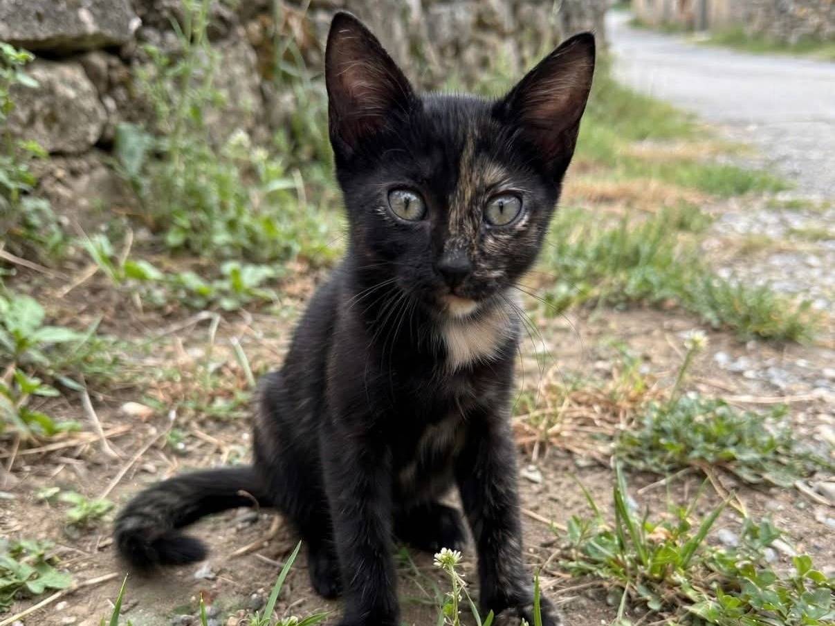 Adozione gatto, femmina, Razza sconosciuta Razza sconosciuta, 3 mesi, taglia non valida, Cosenza