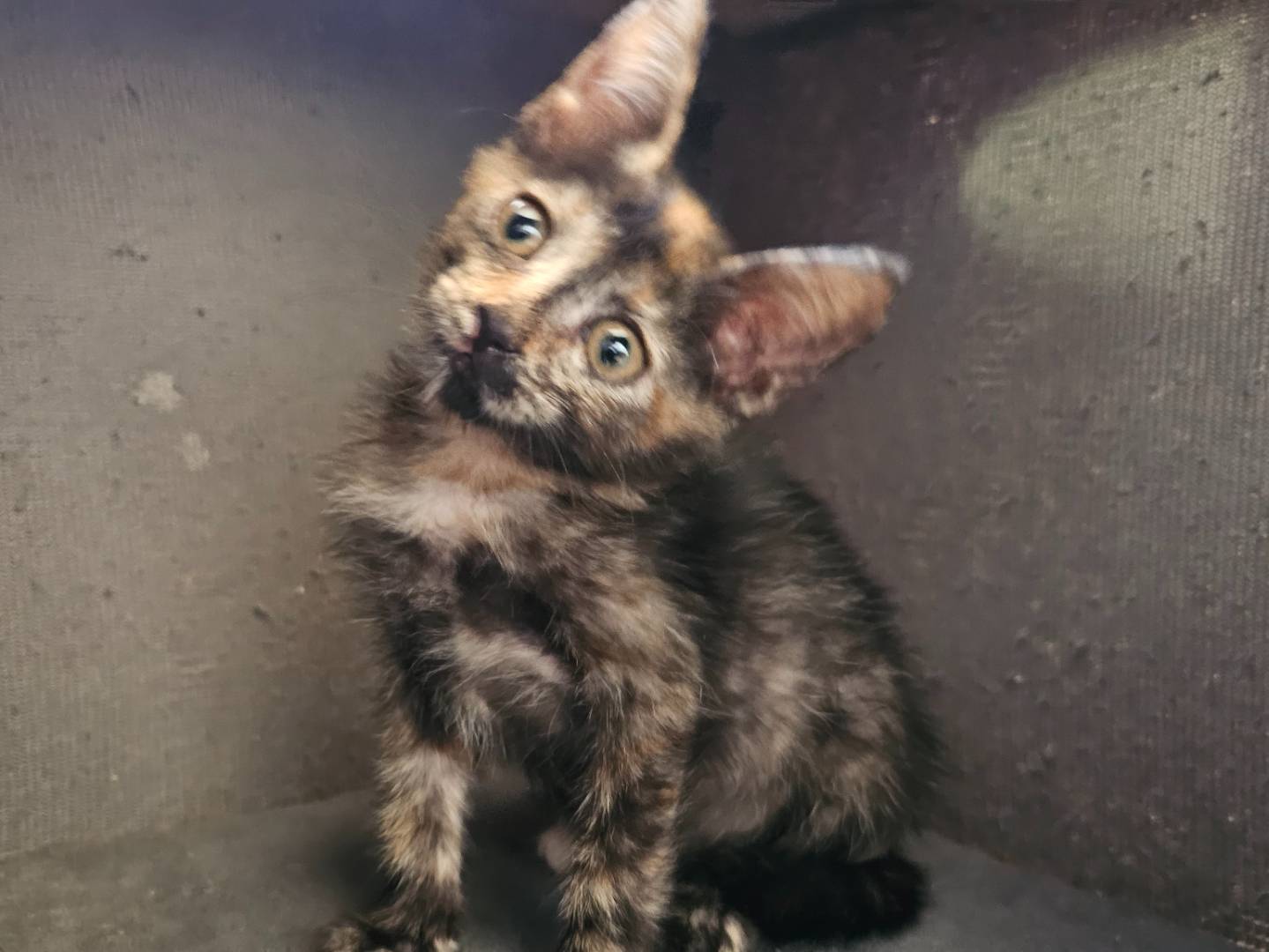 Adozione gatto, femmina, Razza sconosciuta Razza sconosciuta, 2 mesi, taglia non valida, Matera