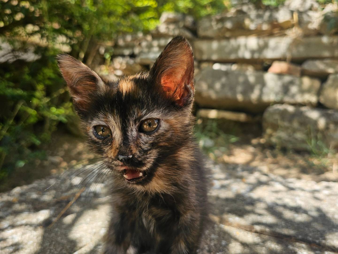 Adotta un gatto, femmina, 2 mesi, Matera
