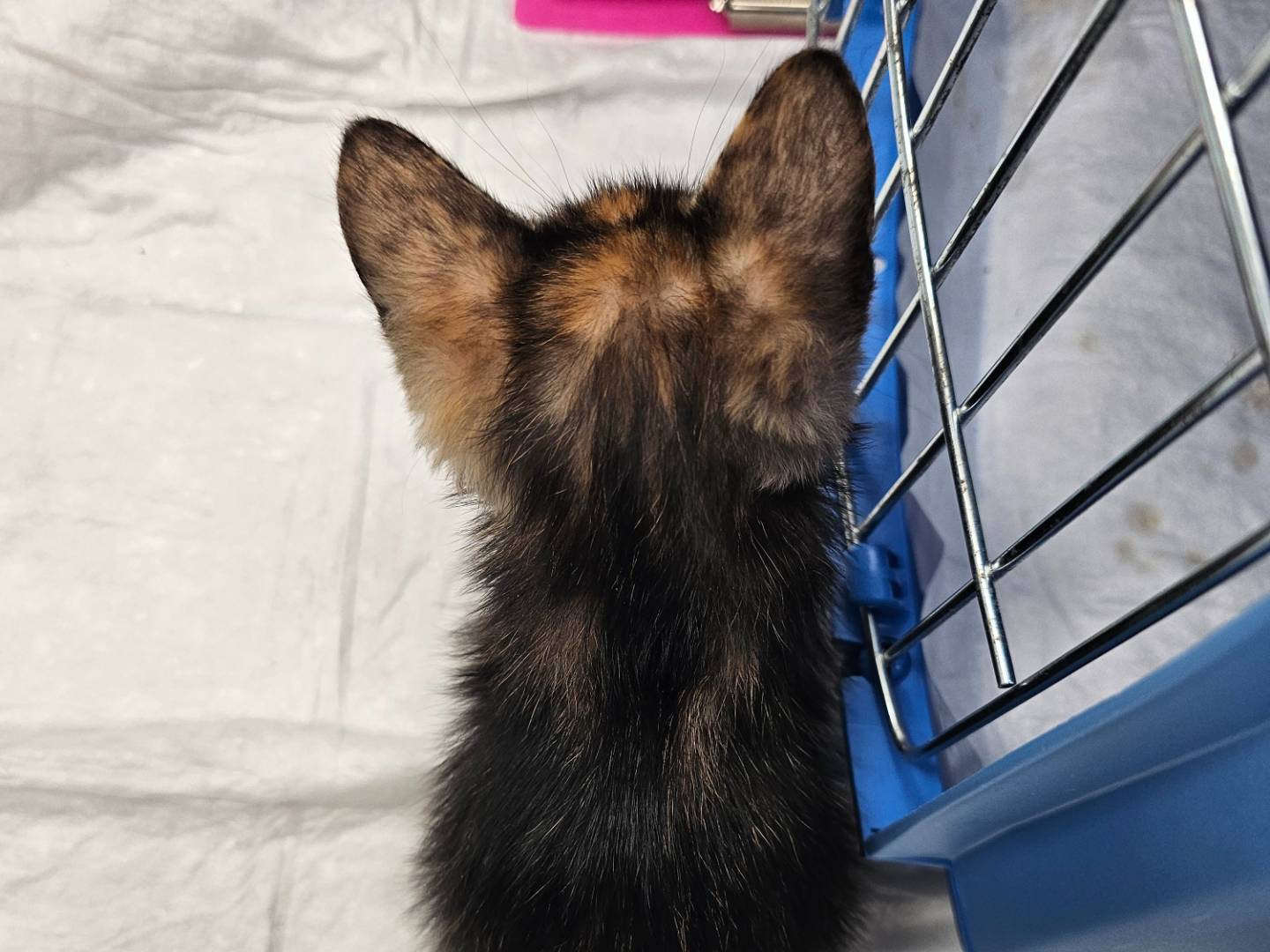 Adotta un gatto, taglia non valida, femmina, Matera