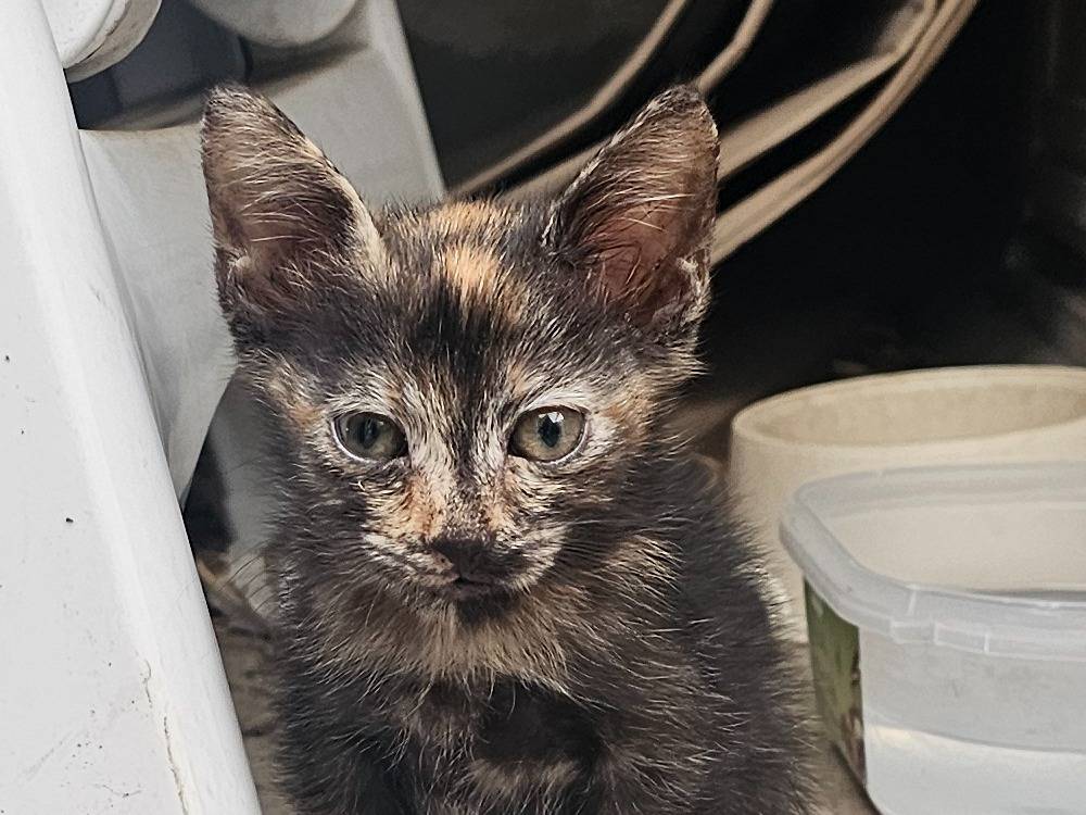 Vuoi adottare un gatto a Matera?