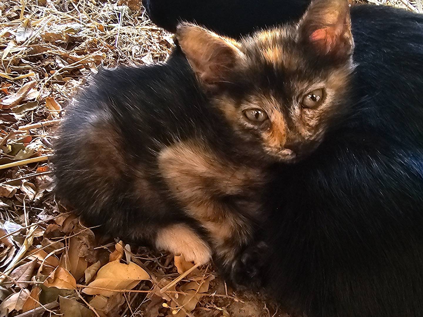Adotta il gatto Trilli a Matera