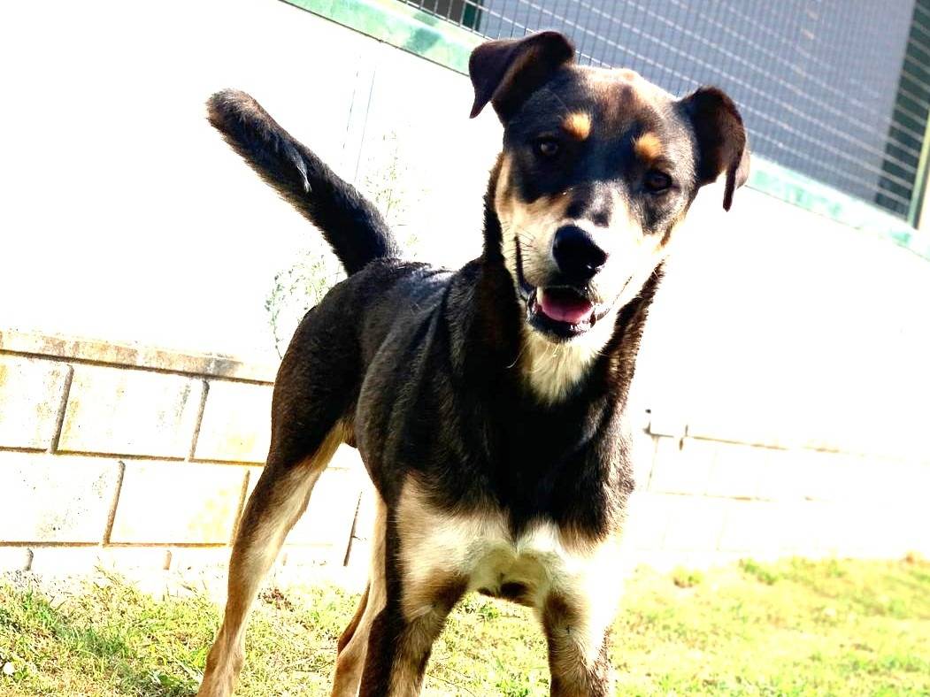 Adozione cane, maschio, Razza sconosciuta Razza sconosciuta, 3 anni e 5 mesi, taglia media, Como