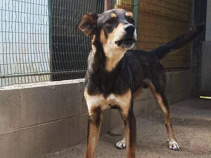 Adotta un cane, taglia media, maschio, Como