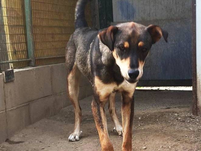 Vuoi adottare un cane a Como?