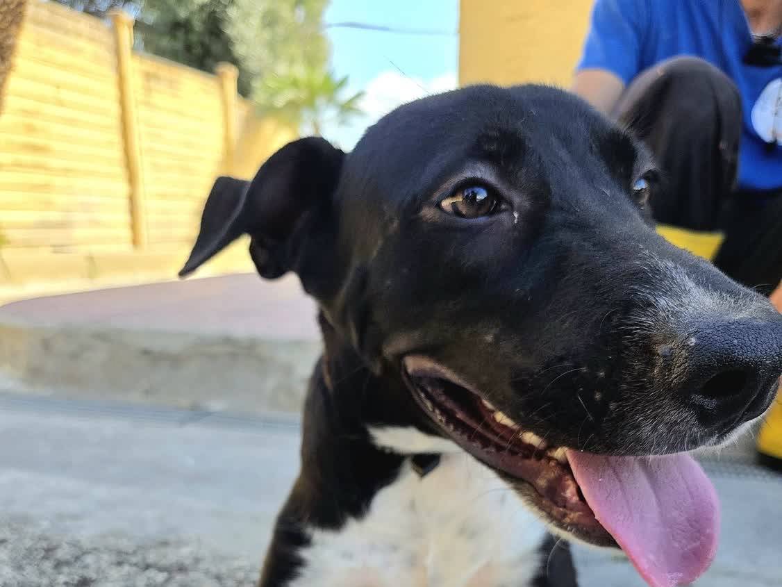 Adozione cane, maschio, Razza sconosciuta Amstaff, 7 mesi, taglia media, Padova