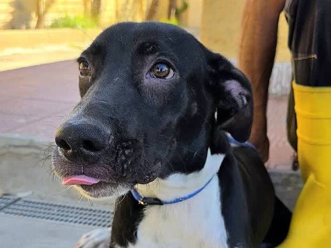 Adotta un cane, maschio, 7 mesi, Padova