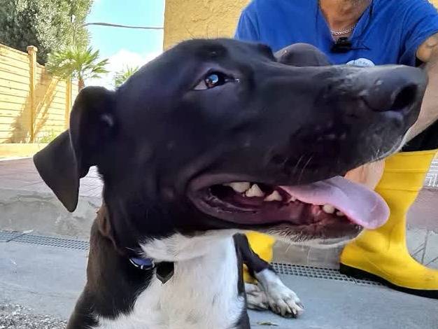 Adotta un cane, taglia media, maschio, Padova
