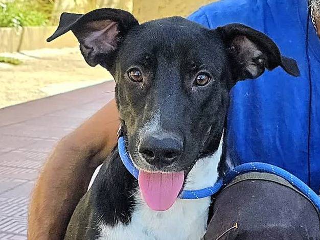 Vuoi adottare un cane a Padova?