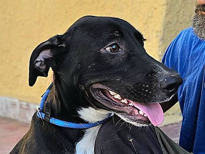 Adotta il cane WINNY a Padova