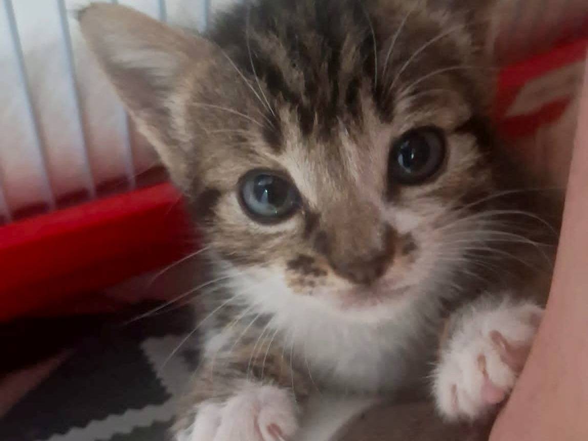 Adozione gatto, femmina, Razza sconosciuta Razza sconosciuta, 1 mese, taglia non valida, Messina