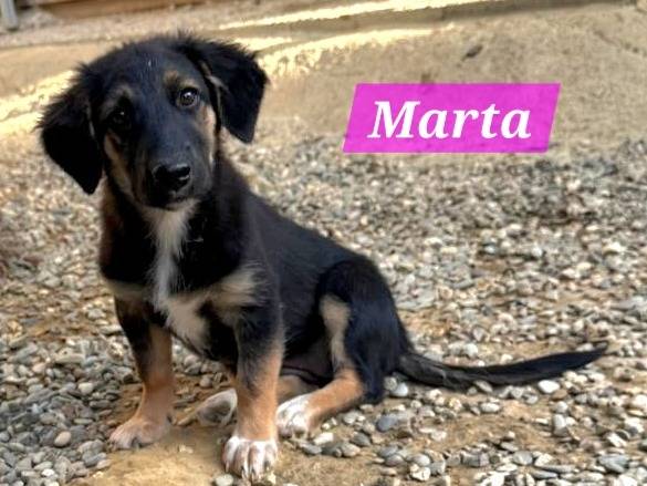 Adozione cane, femmina, Razza sconosciuta Razza sconosciuta, 2 mesi, taglia media contenuta, Roma