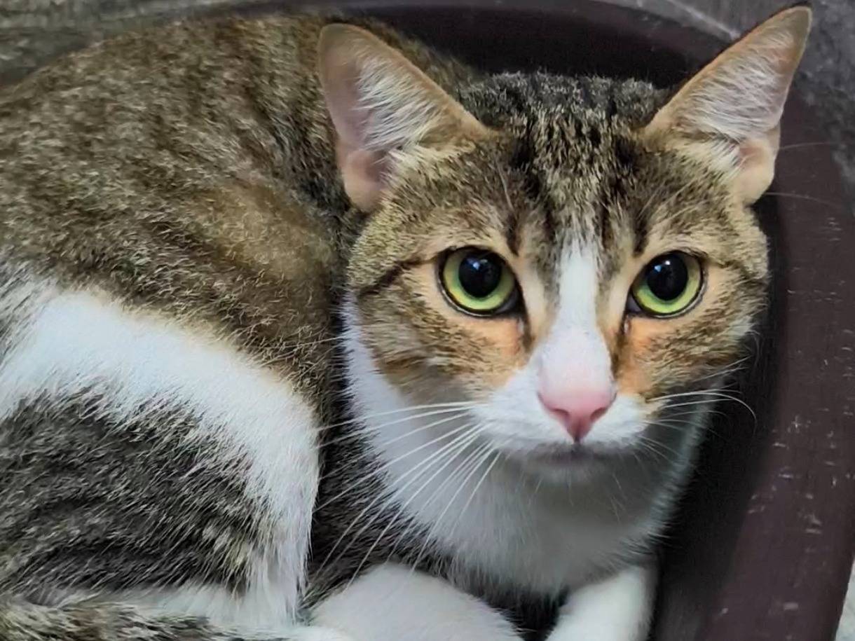 Adozione gatto, femmina, Razza sconosciuta Razza sconosciuta, 1 anno e 5 mesi, taglia non valida, Messina