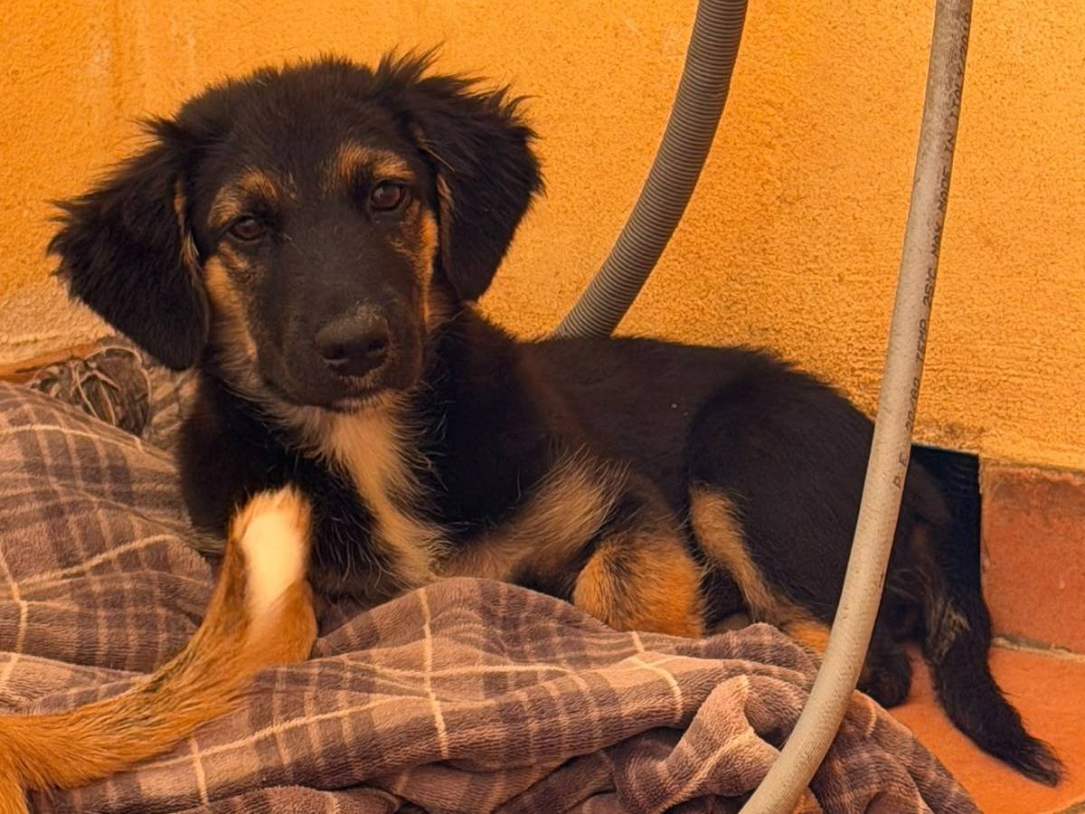 Adotta un cane, femmina, 2 mesi, Roma