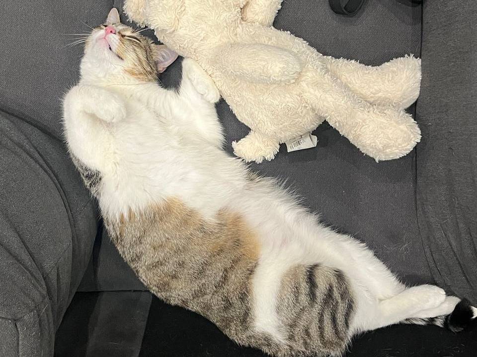 Adotta un gatto, femmina, 1 anno e 5 mesi, Messina