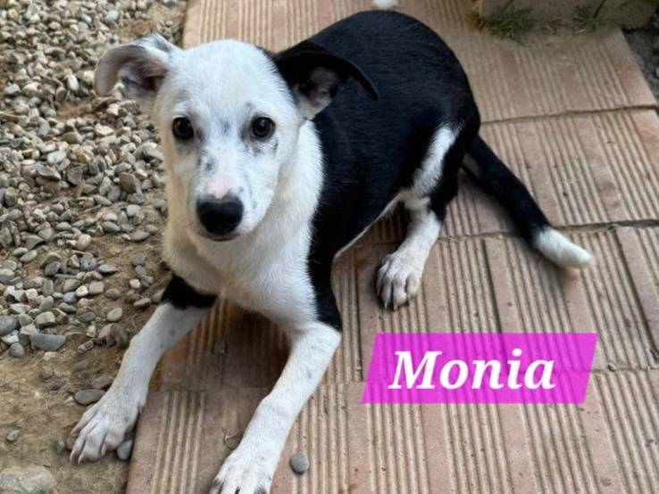 Adozione cane, femmina, Razza sconosciuta Razza sconosciuta, 2 mesi, taglia media contenuta, Roma