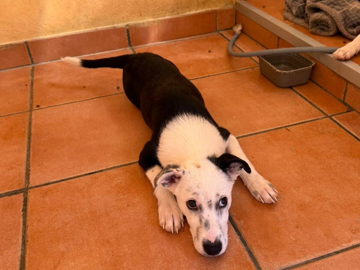 Adotta un cane, femmina, 2 mesi, Roma