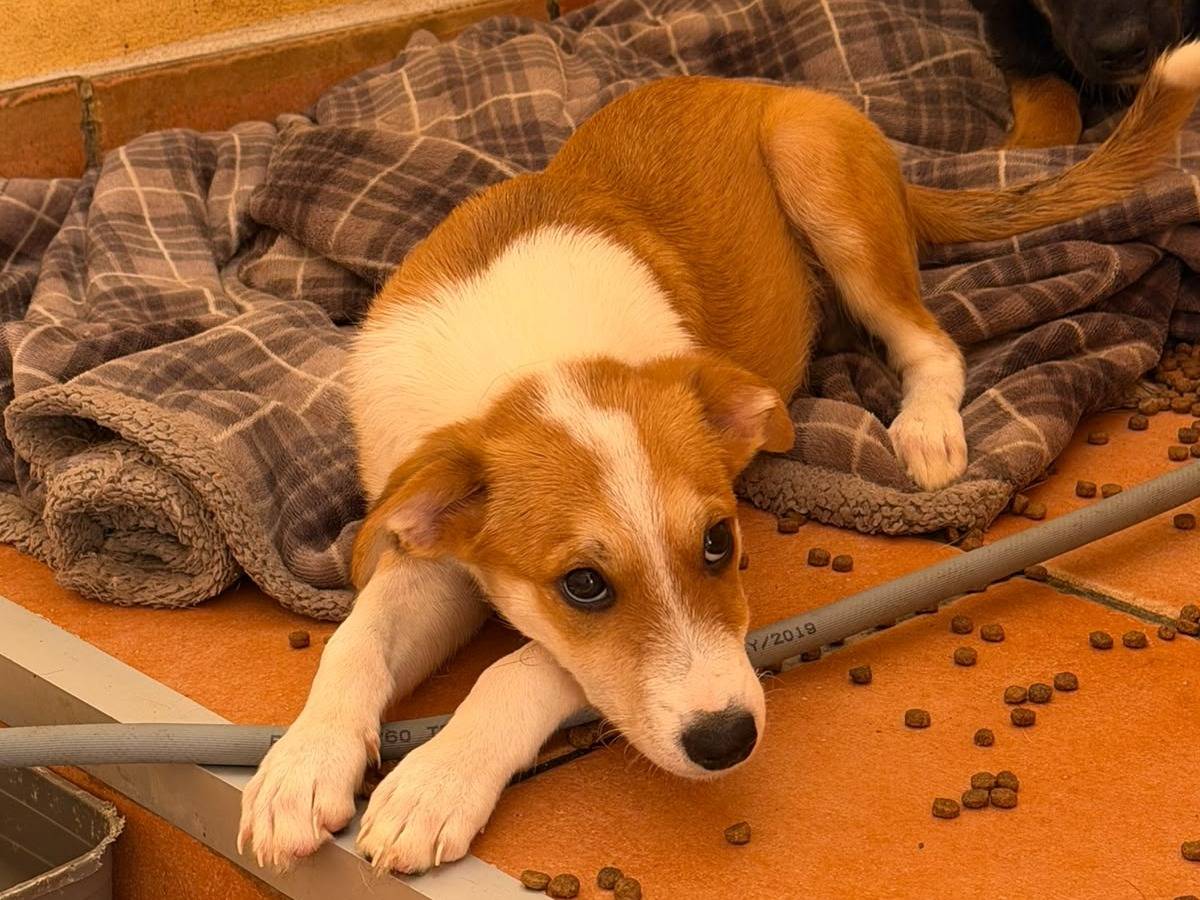 Adotta un cane, maschio, 2 mesi, Roma
