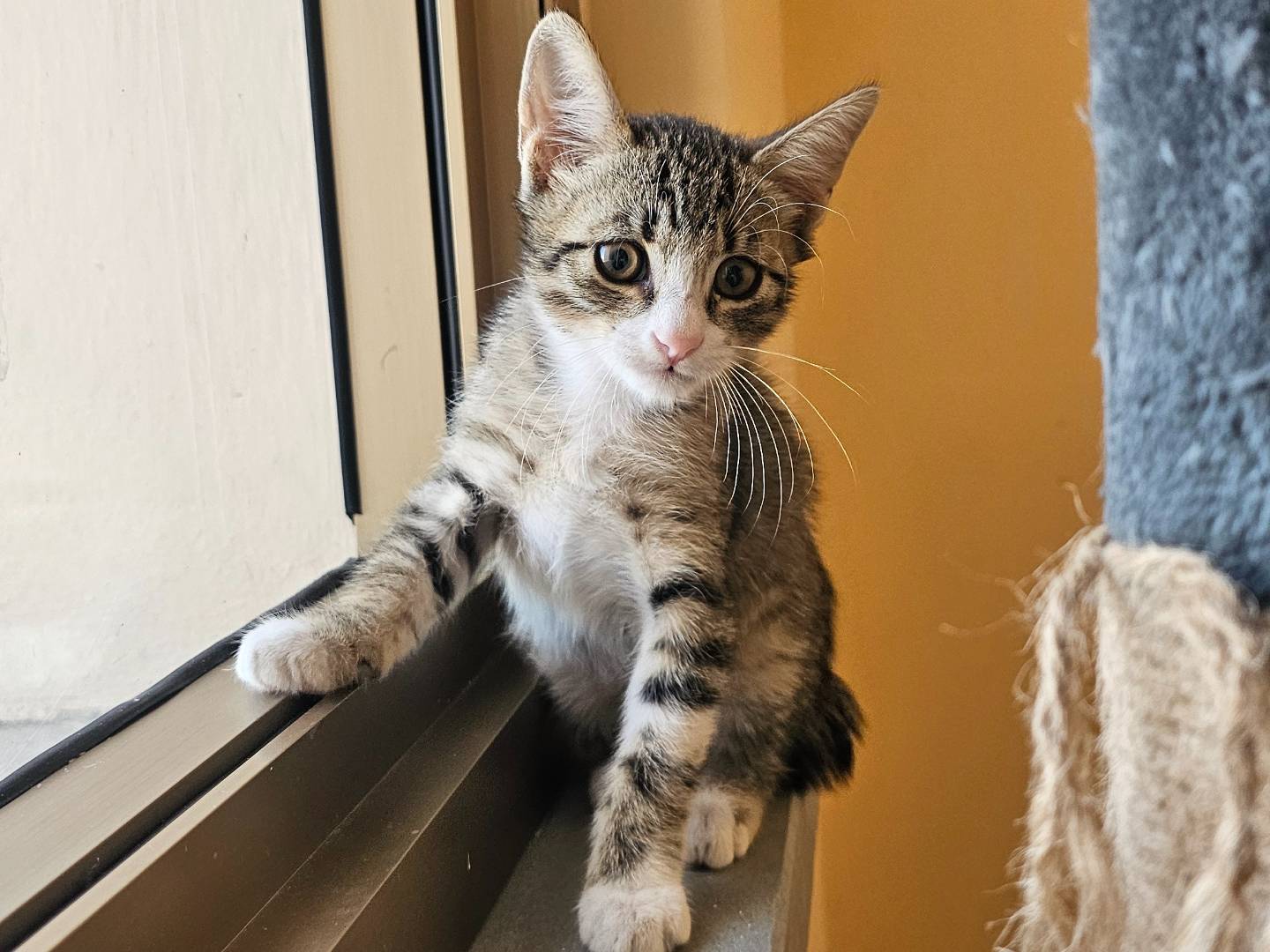 Adozione gatto, maschio, Razza sconosciuta Razza sconosciuta, 2 mesi, taglia non valida, Matera