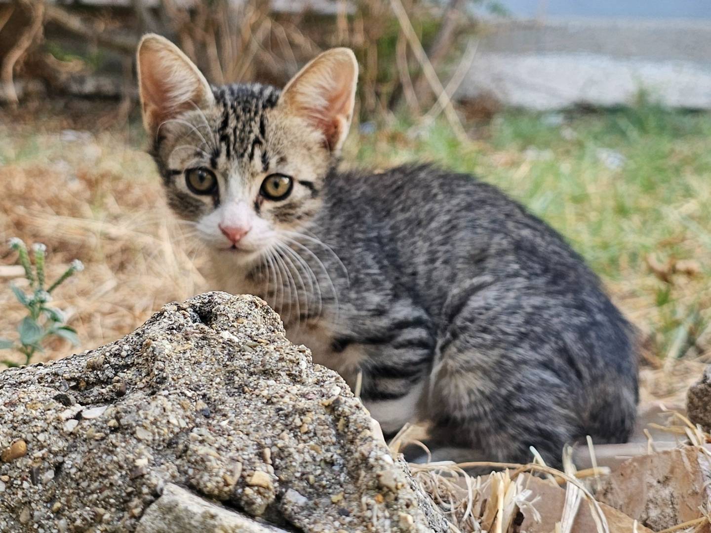 Adotta un gatto, maschio, 2 mesi, Matera