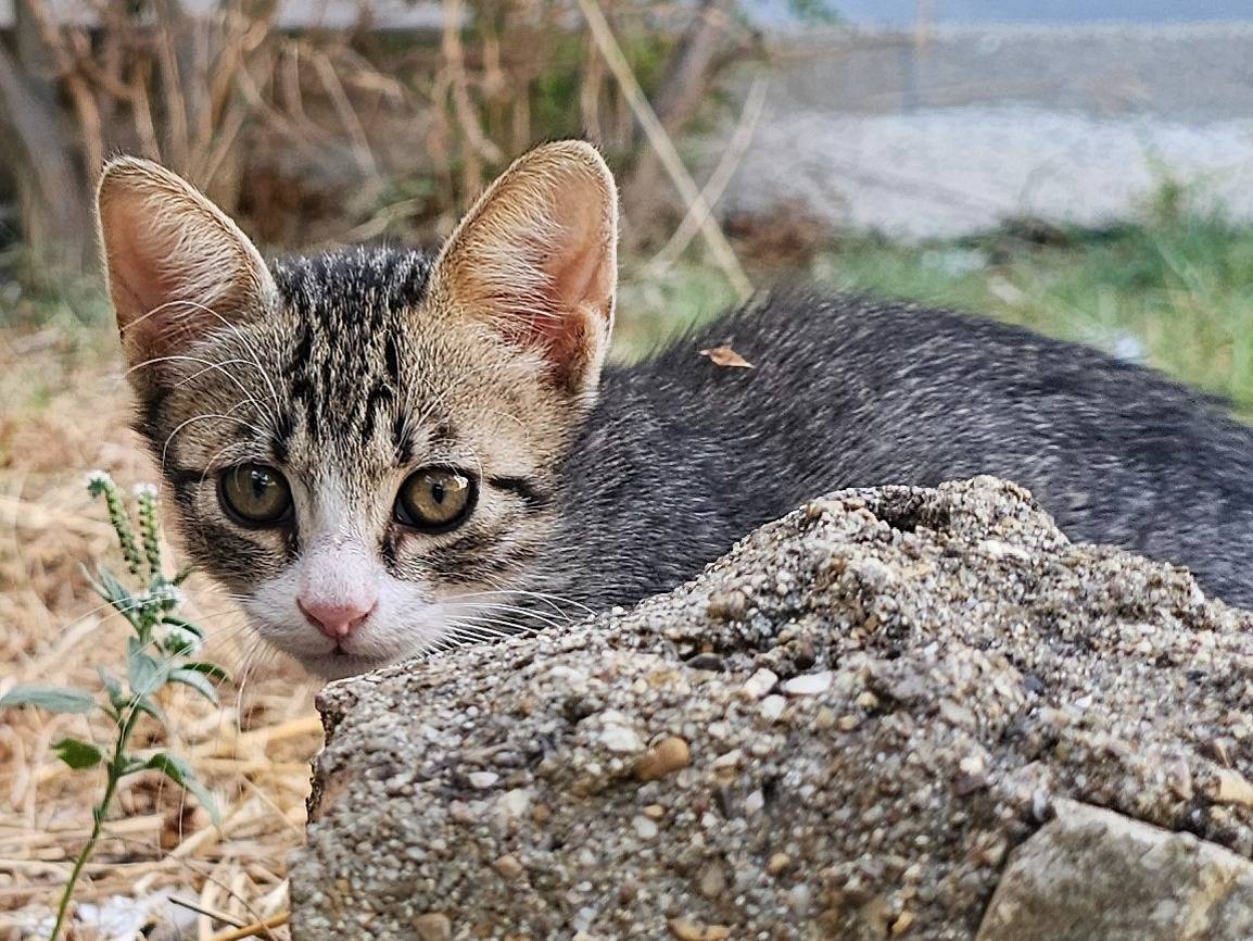 Adotta un gatto, taglia non valida, maschio, Matera
