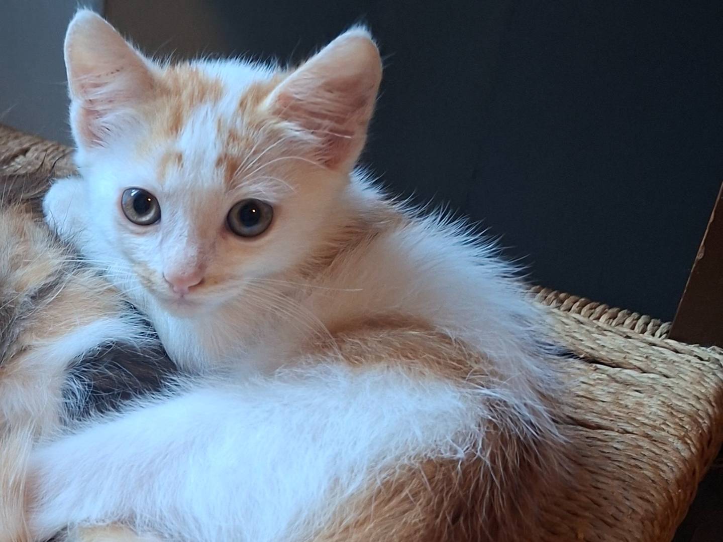 Adozione gatto, maschio, Razza sconosciuta Razza sconosciuta, 1 mese, taglia non valida, Viterbo