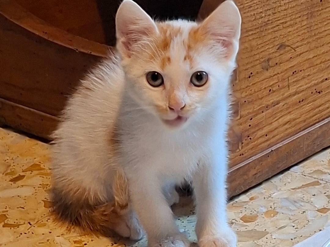 Adotta un gatto, taglia non valida, maschio, Viterbo