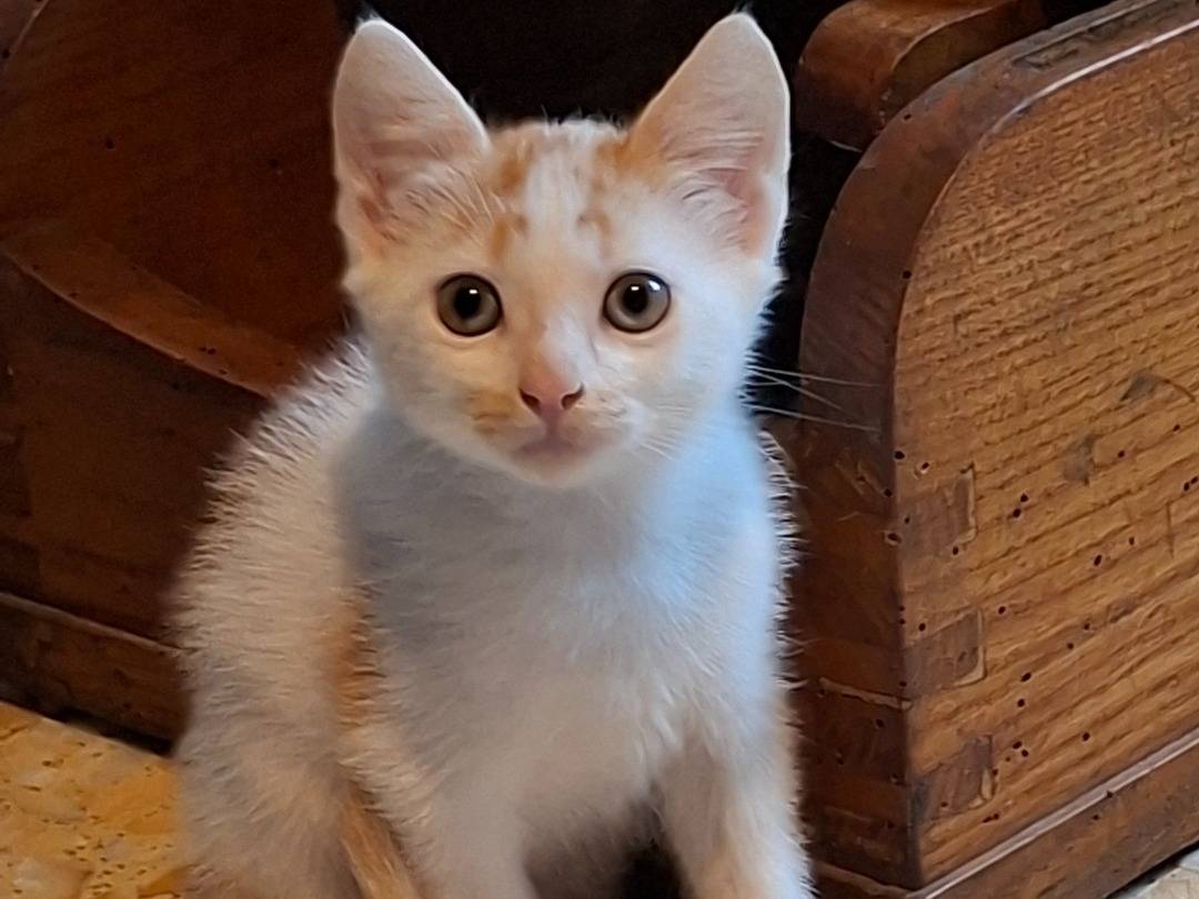 Adotta un gatto, maschio, 1 mese, Viterbo