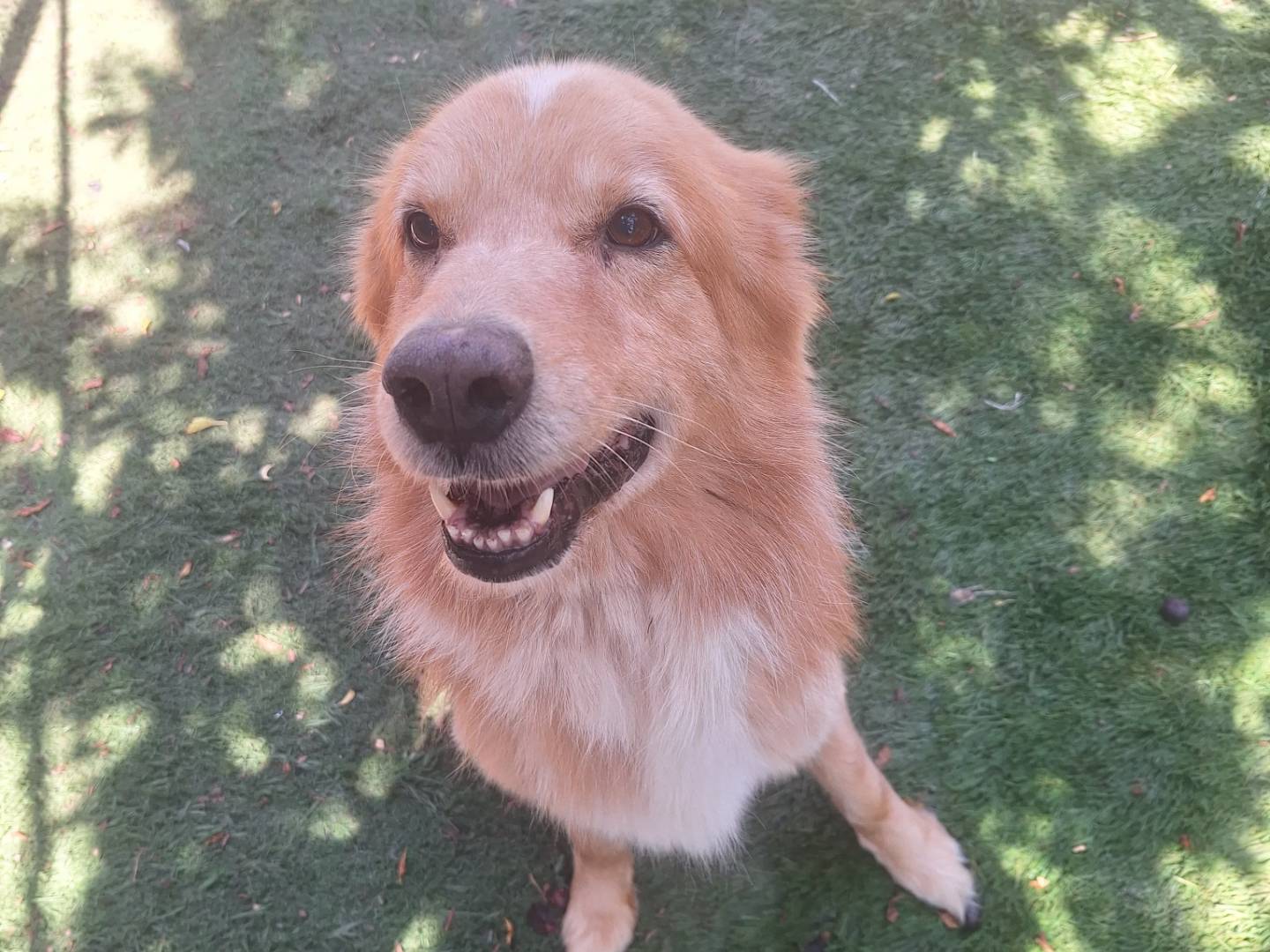 Adozione cane, maschio, Golden Retriever Razza sconosciuta, 7 anni e 11 mesi, taglia grande, Brescia