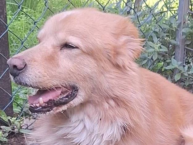 Adotta un cane, maschio, 7 anni e 11 mesi, Brescia