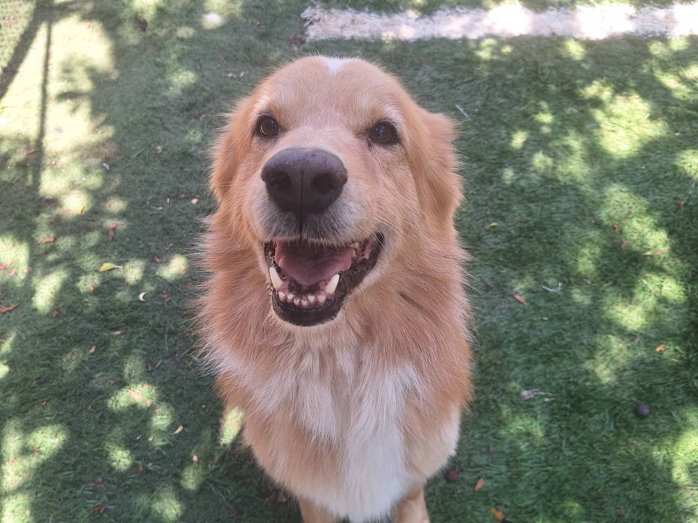 Adotta un cane, taglia grande, maschio, Brescia