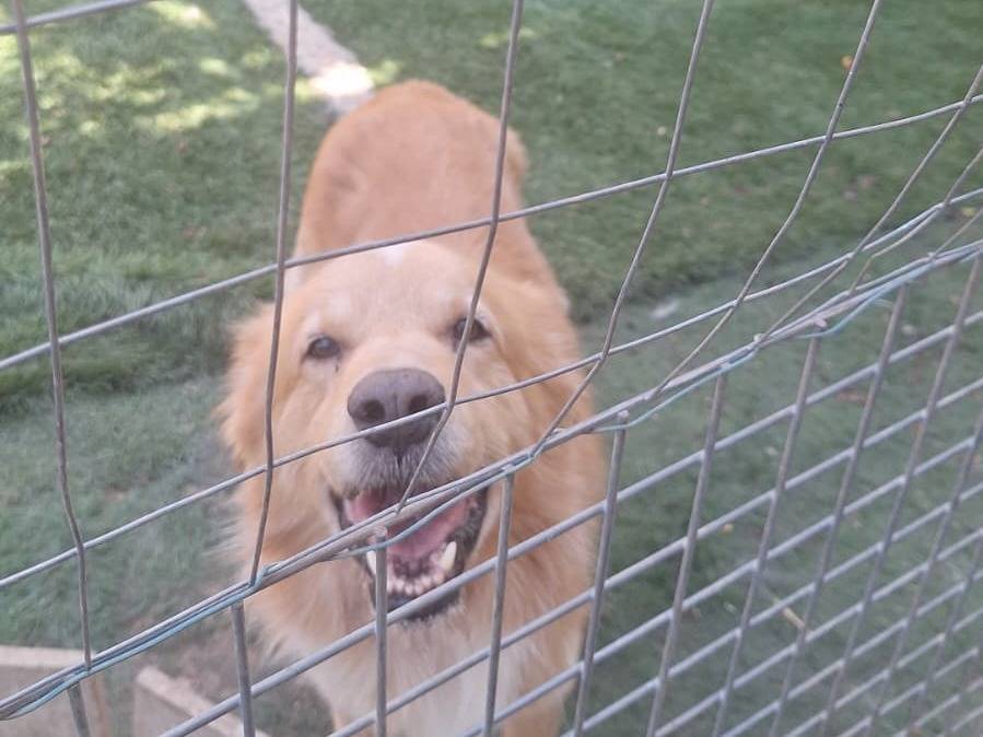 Vuoi adottare un cane a Brescia?