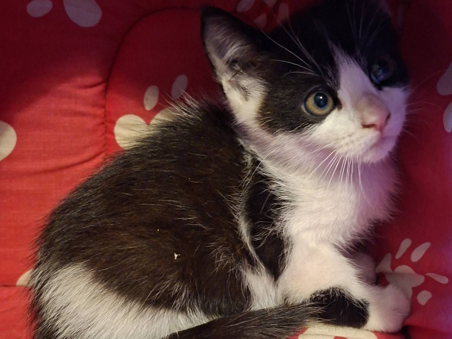 Adozione gatto, femmina, Razza sconosciuta Razza sconosciuta, 1 mese, taglia non valida, Viterbo