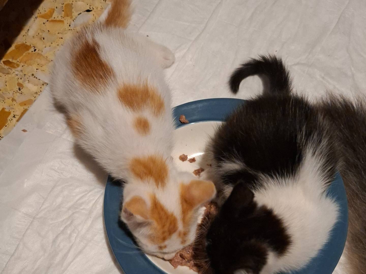 Adotta un gatto, femmina, 1 mese, Viterbo