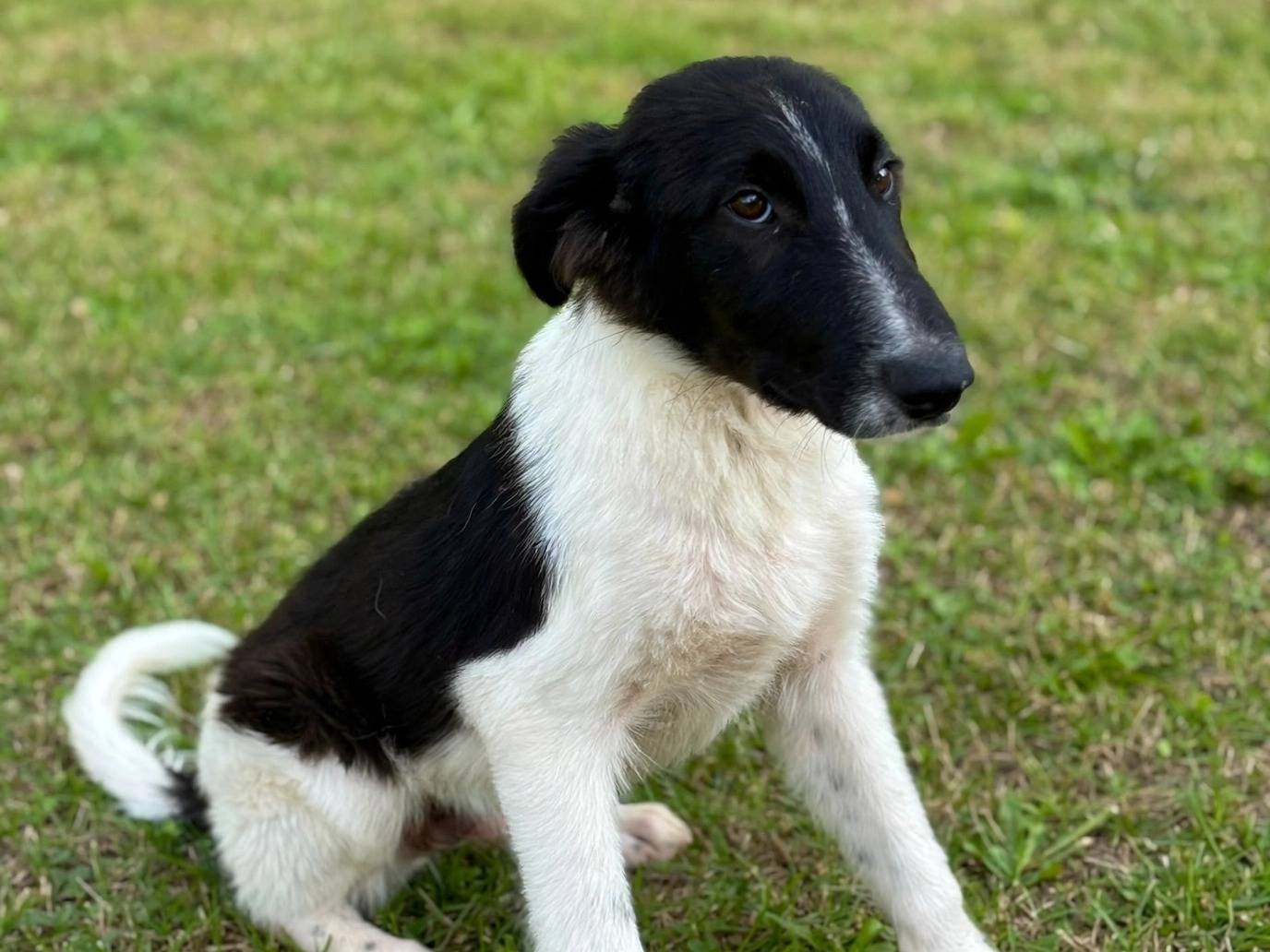 Adotta un cane, taglia media, maschio, Potenza