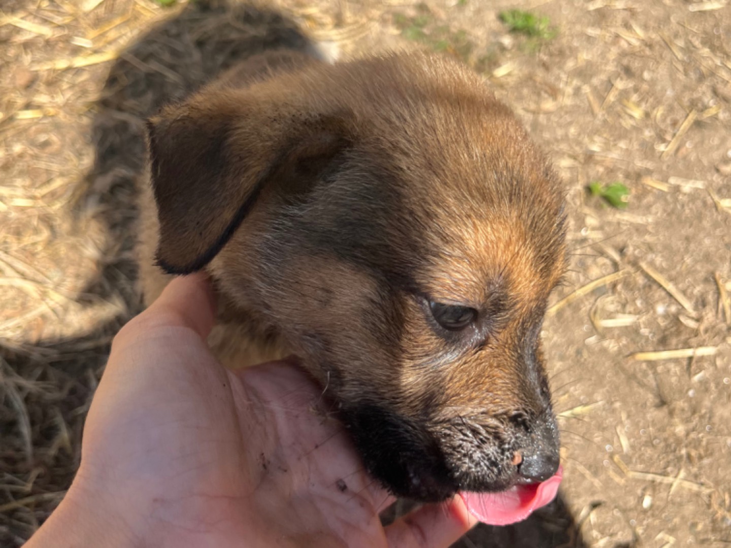 Adotta un cane, femmina, 2 mesi, Vibo