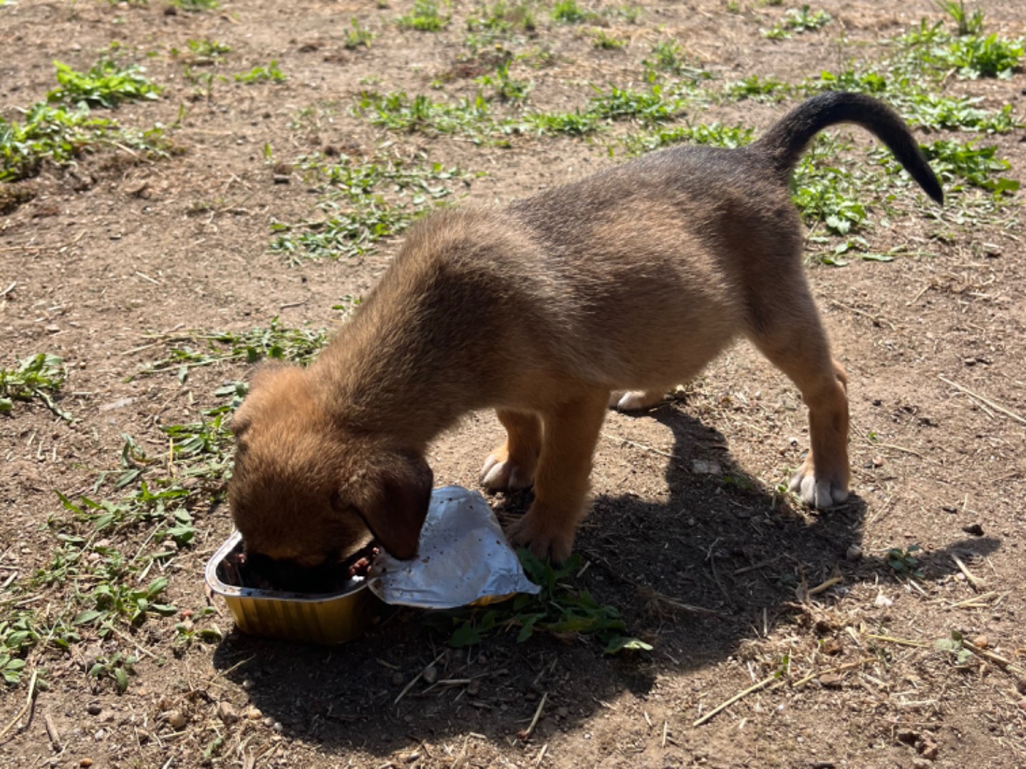 Adotta un cane, taglia media, femmina, Vibo