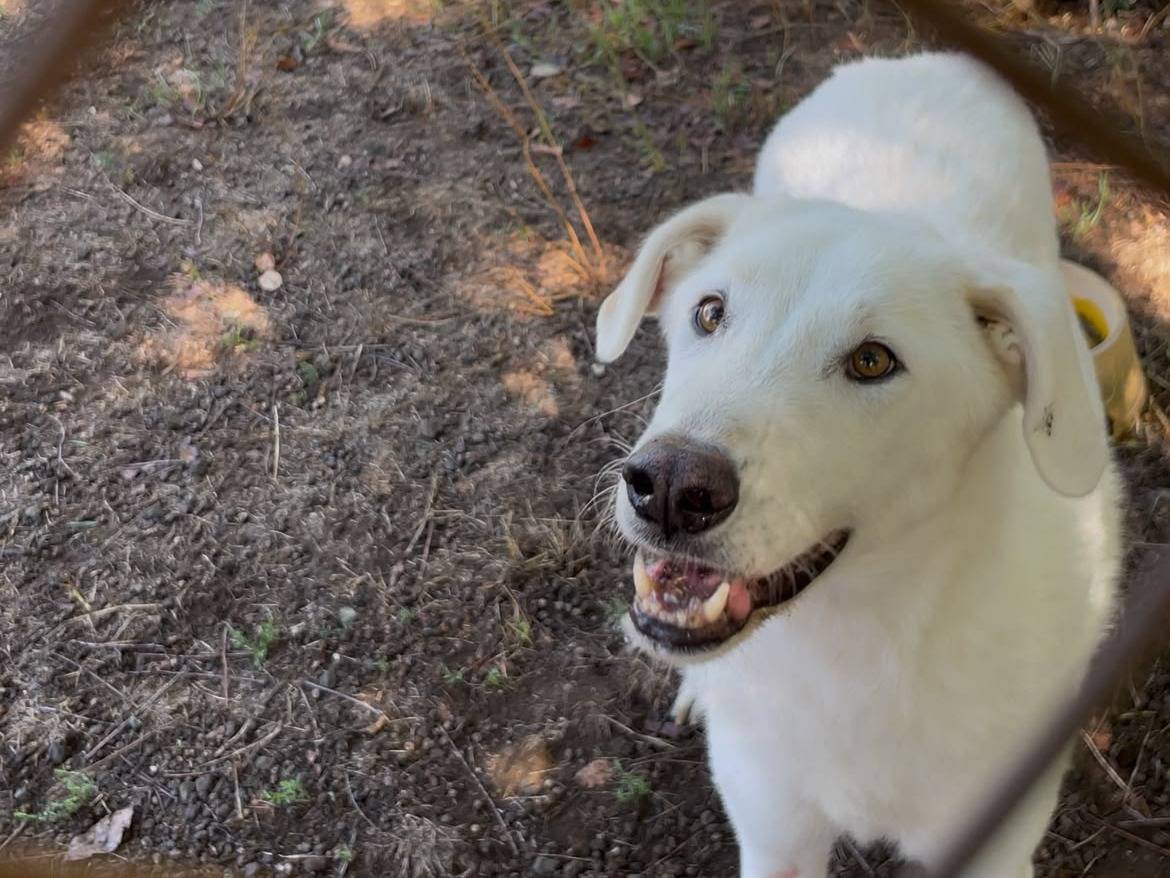 Adozione cane, maschio, Razza sconosciuta Razza sconosciuta, 4 anni e 11 mesi, taglia media, Latina