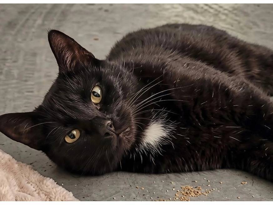 Adozione gatto, maschio, Razza sconosciuta Razza sconosciuta, 6 anni, taglia non valida, Potenza