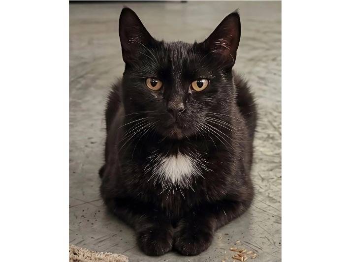 Adotta un gatto, maschio, 6 anni, Potenza